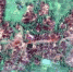 Снимок со спутника сожженной деревни  Чейн Хар Ли в Мьянме Фото: © DigitalGlobe 2017, https://www.hrw.org - Кавказский узел