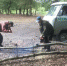 Самурские лесники очистили лес от упавших деревьев - Комитет по лесному хозяйству