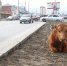 На городском «лугу» пасется… му-у? - Махачкалинские известия