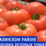 В Кумторкалинском районе Дагестана проходит уборка розовых томатов - самого популярного овоща. - ГТРК Дагестан