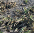 В Дагестане активно борются с саранчой - Дагестанская правда
