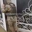 Силовики задержали 5 дагестанцев, которые намеревались совершить теракт - РИА Дагестан