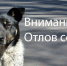 В Новолакском районе отловили 37 бродячих собак, работа продолжается - Дагестанская правда